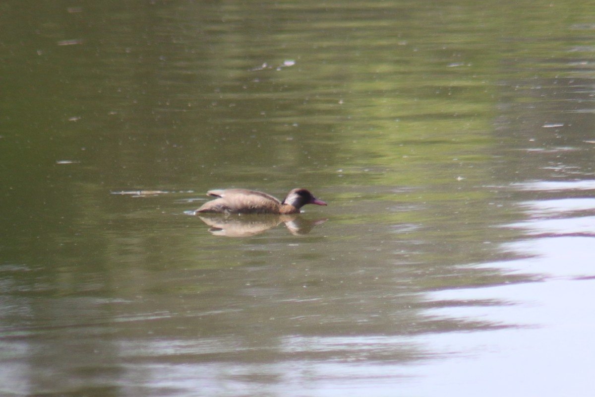 Brazilian Teal - ML645913486