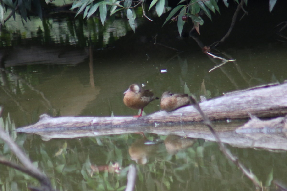 Brazilian Teal - ML645913487