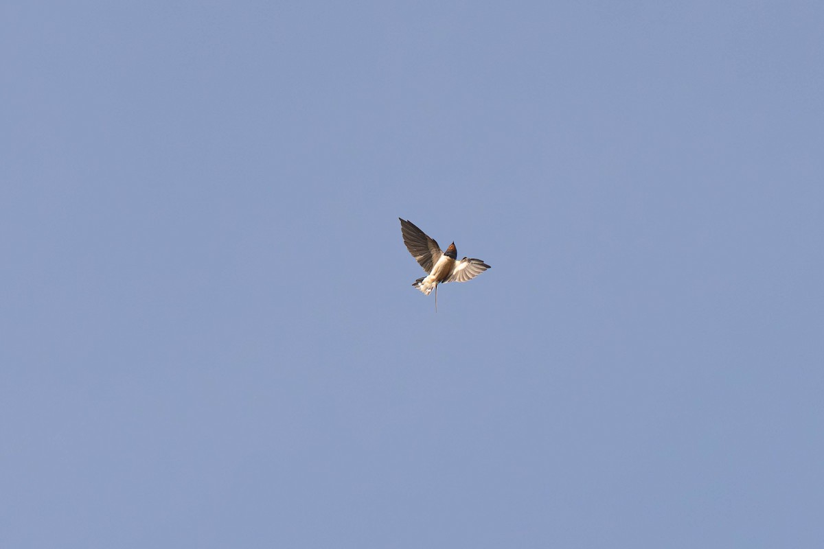 Ластівка сільська - ML645913489