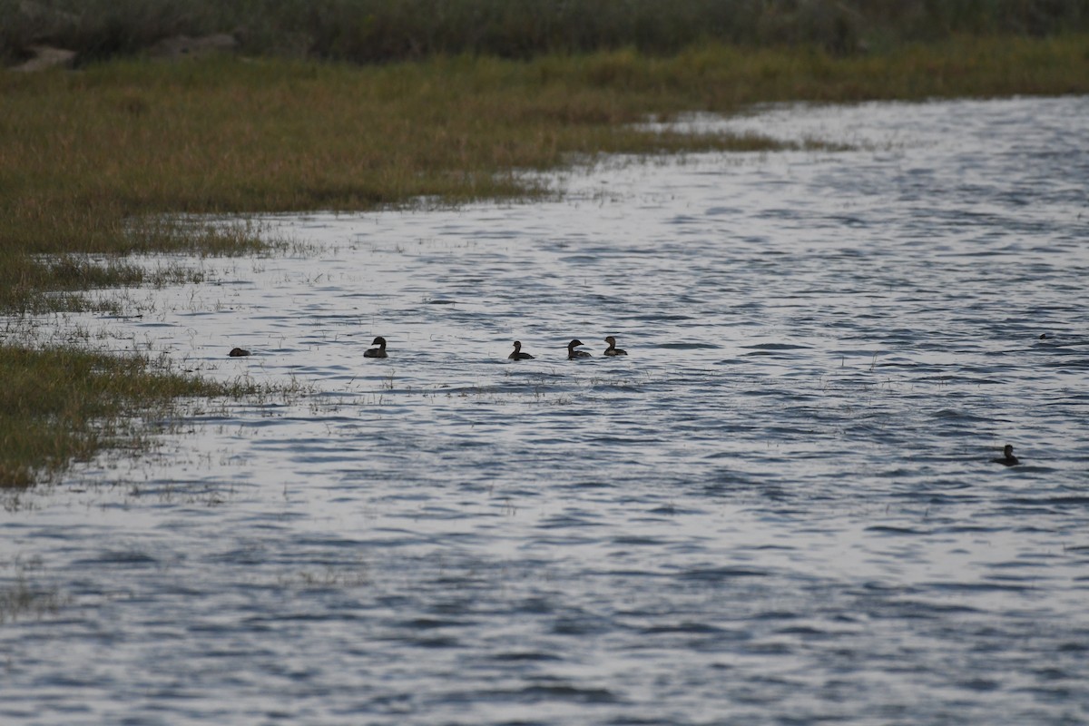 Pied-billed Grebe - ML645913491