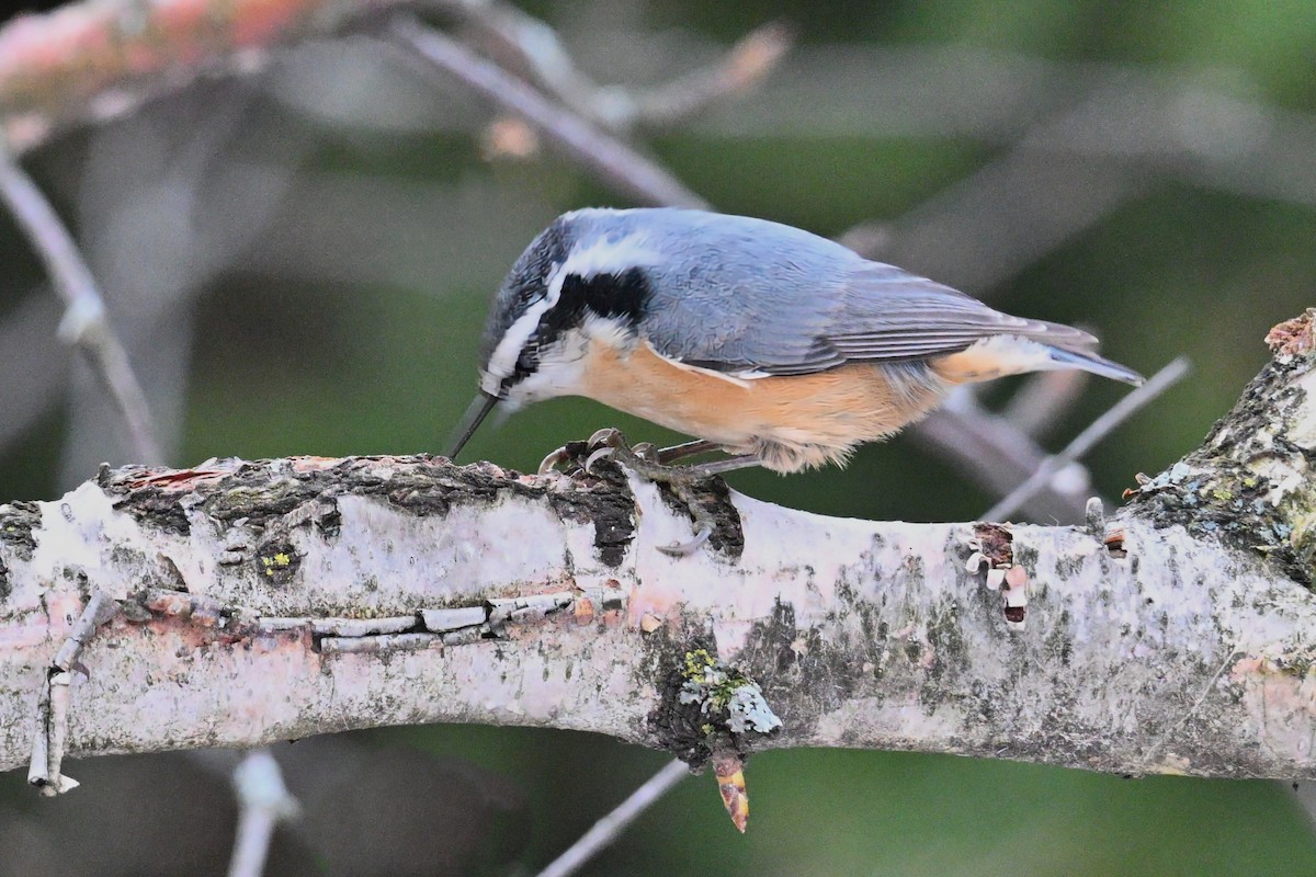 Red-breasted Nuthatch - ML645913498