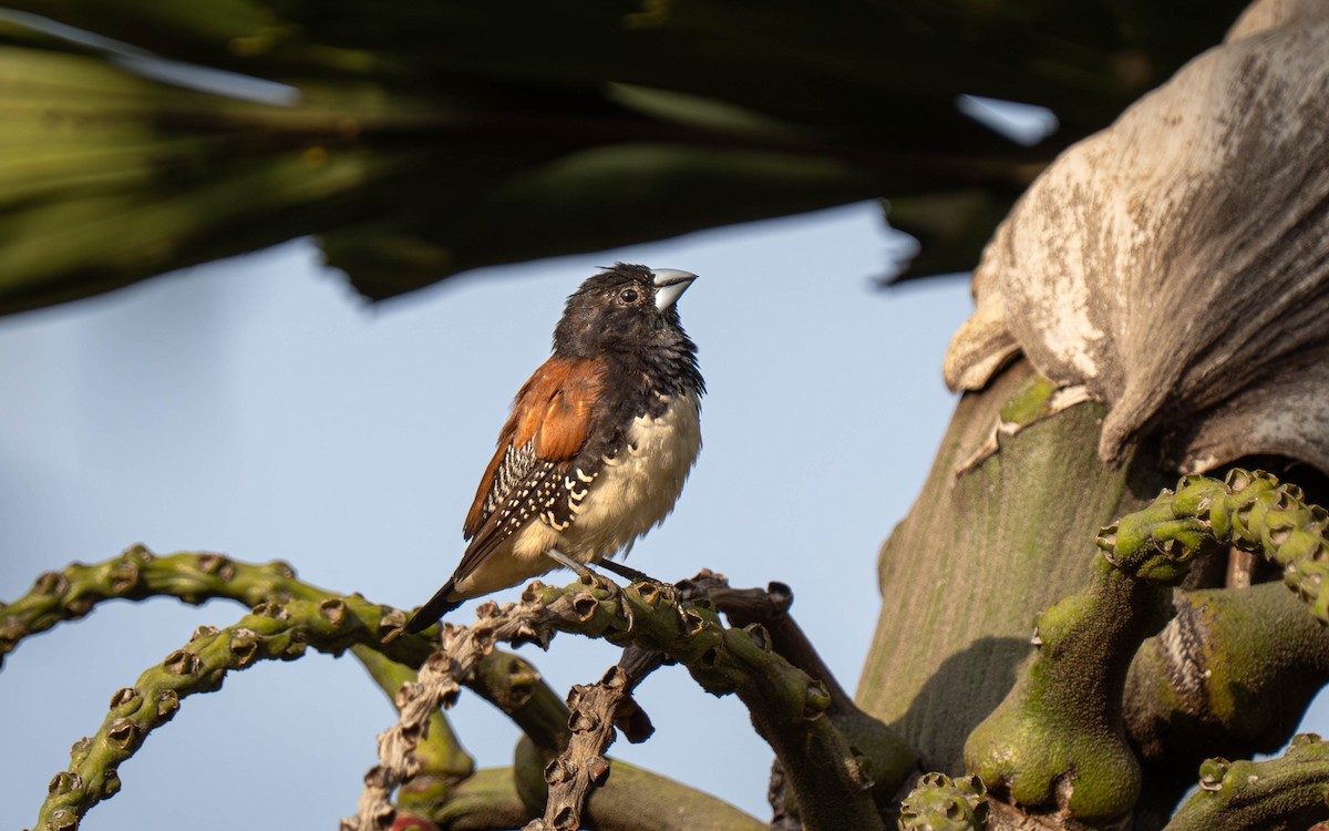 クロシチホウ - ML645913505