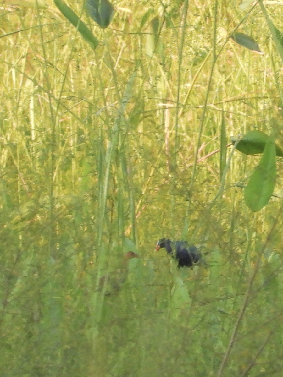 Малая султанка - ML645913512