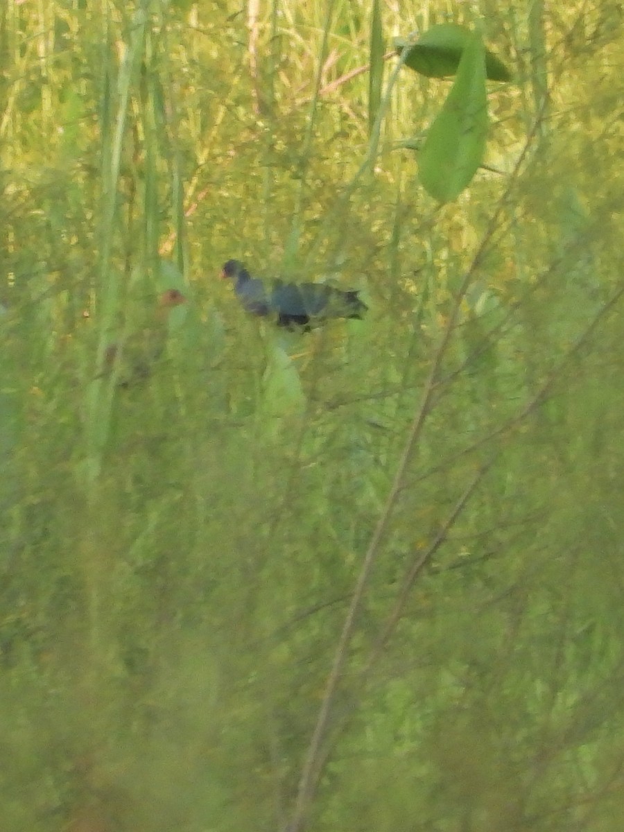 Малая султанка - ML645913513