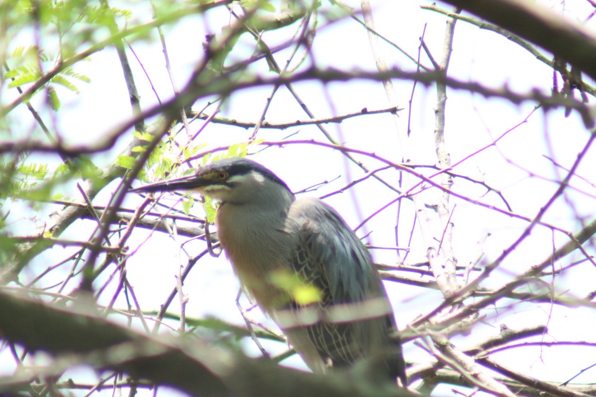 Striated Heron - ML645913522