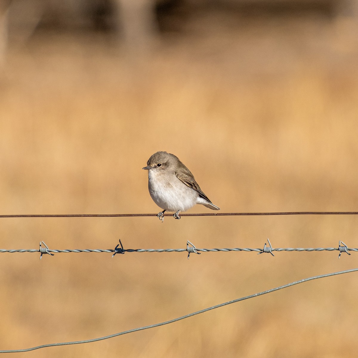 Avustalya Şakıcı Sinekkapanı - ML645913526