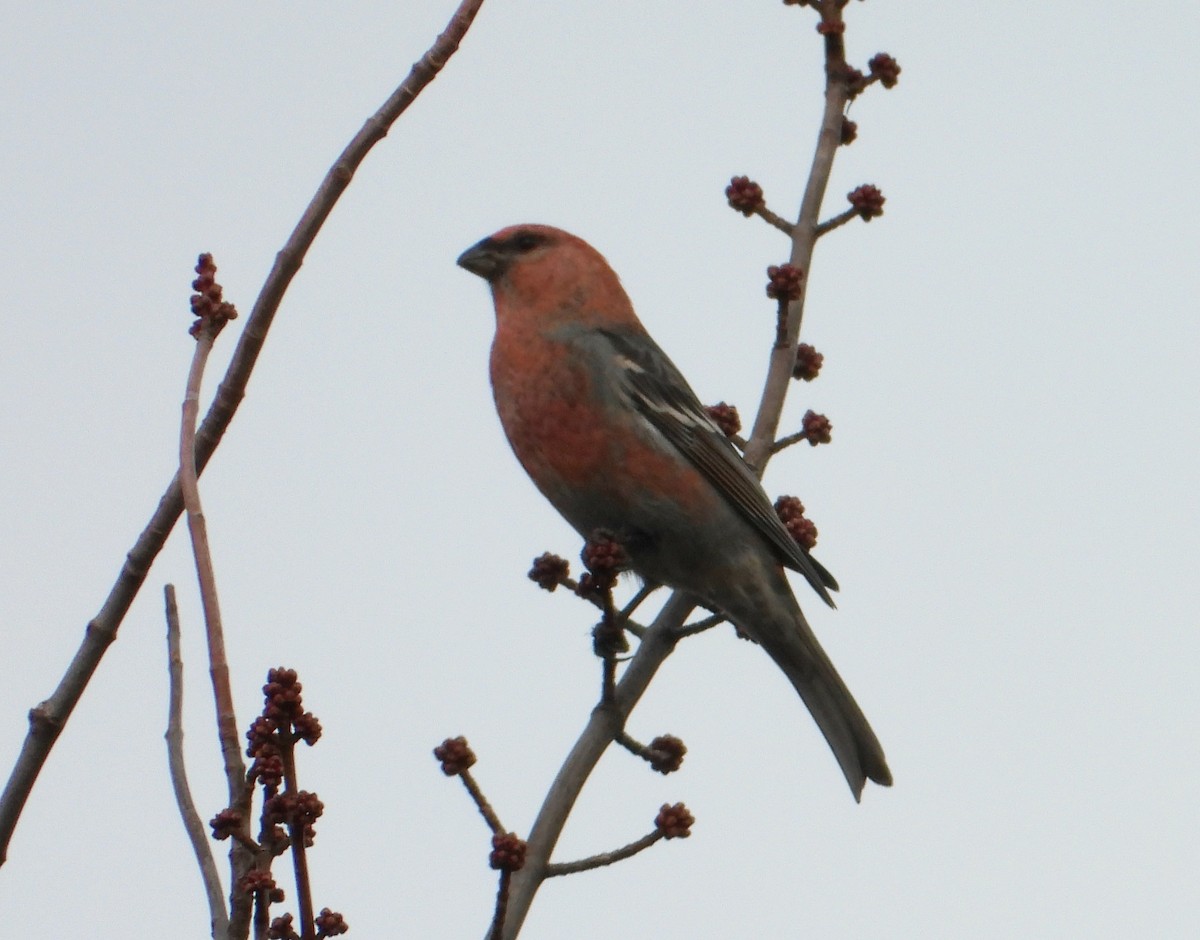 Pine Grosbeak - ML645913531