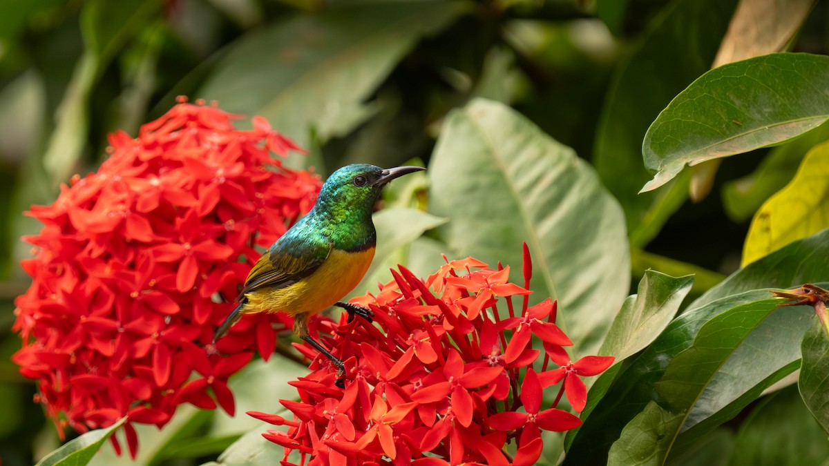 Collared Sunbird - ML645913539