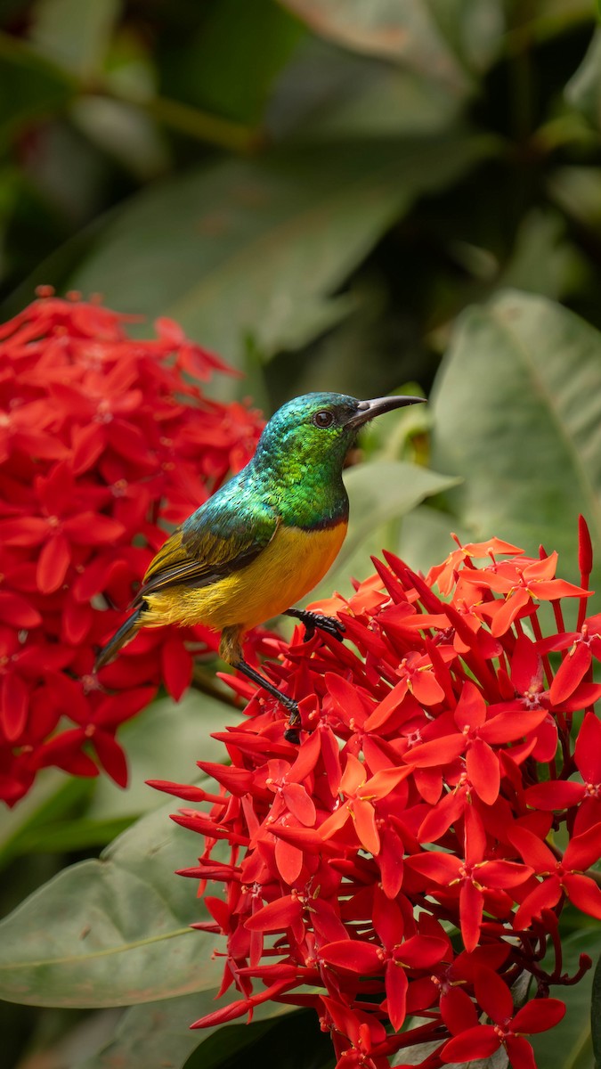 Collared Sunbird - ML645913540