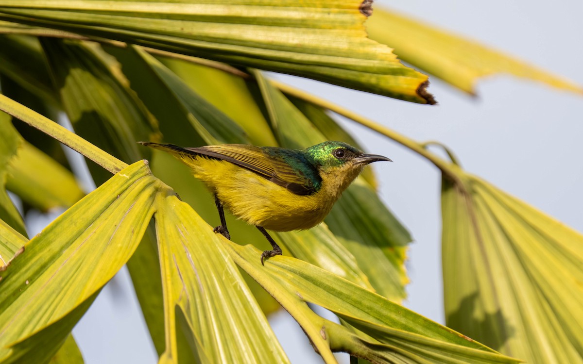 Collared Sunbird - ML645913541