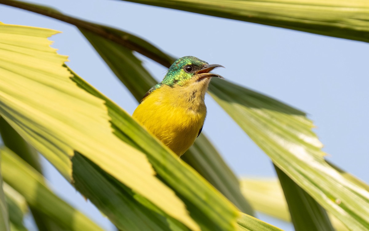 Collared Sunbird - ML645913542