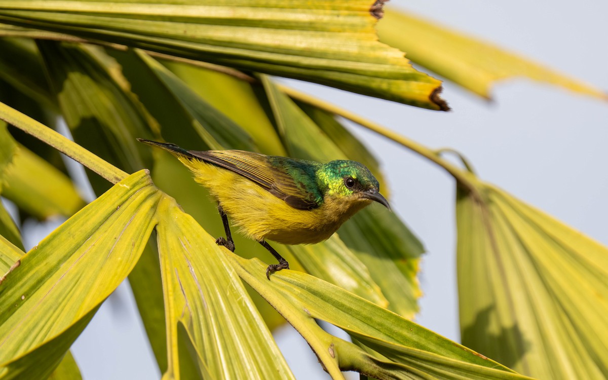 Collared Sunbird - ML645913543