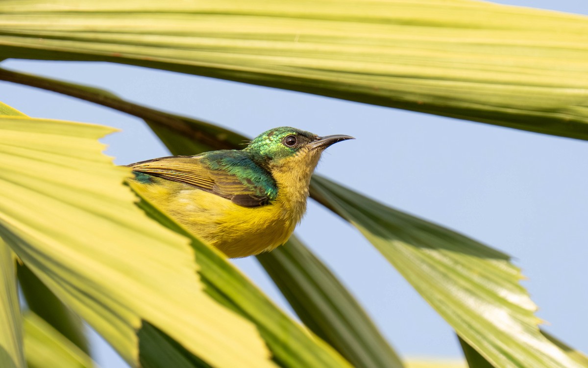 Collared Sunbird - ML645913544