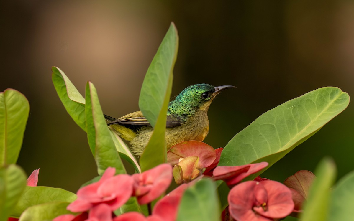 Collared Sunbird - ML645913545