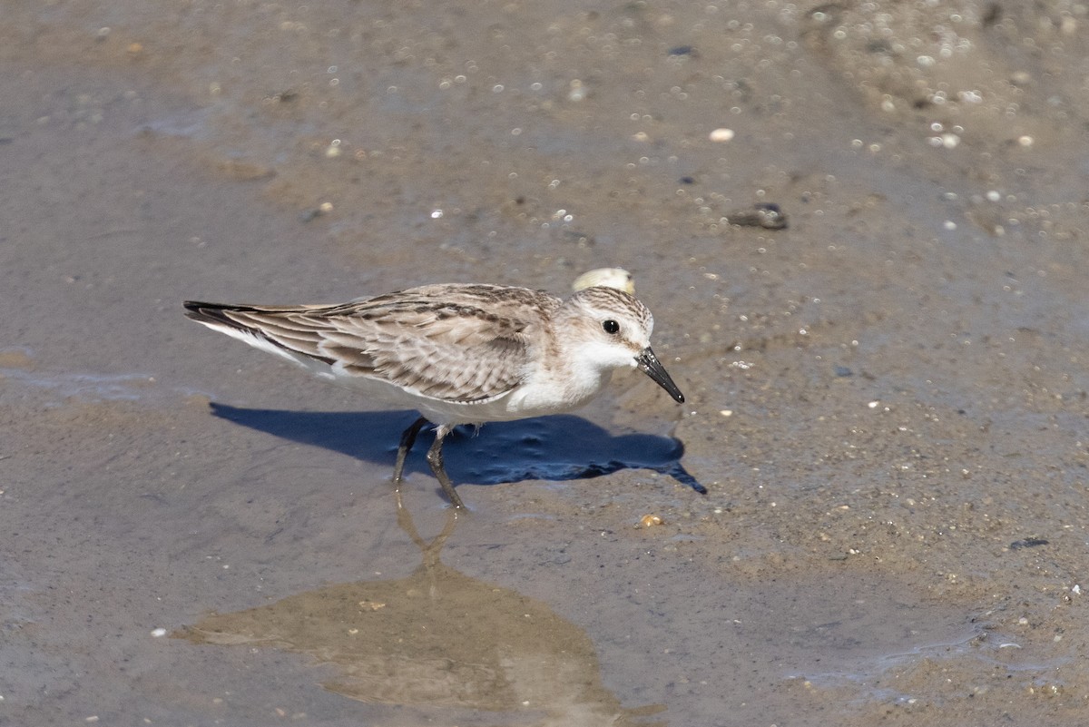 Шар түрүүт элсэг - ML645913548