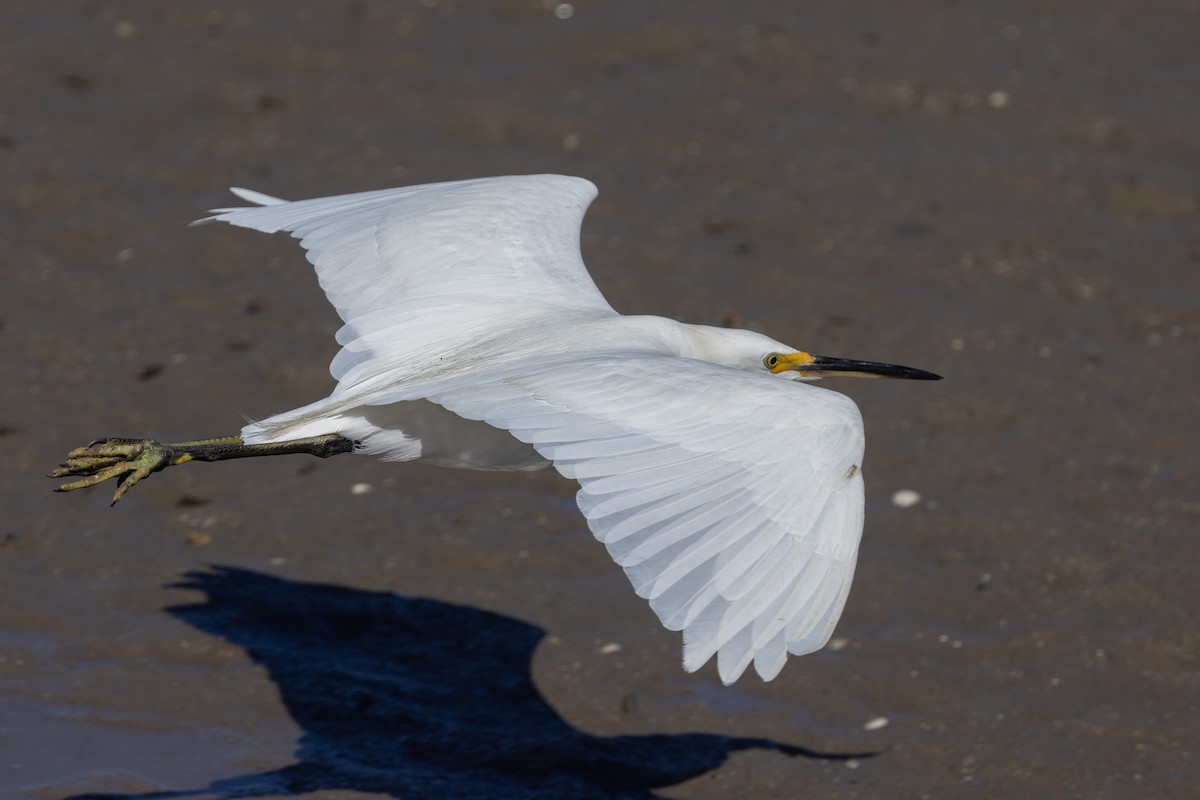 Хурган дэглий - ML645913555