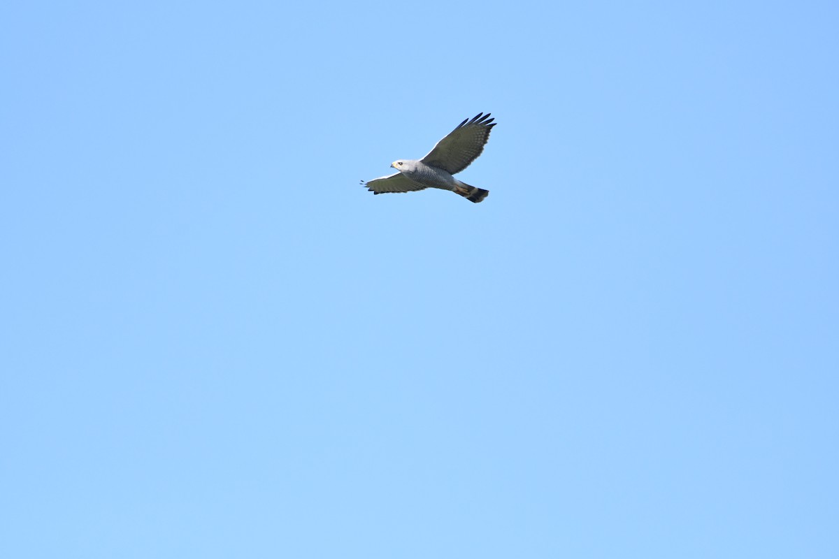 Gray Hawk - ML645913556