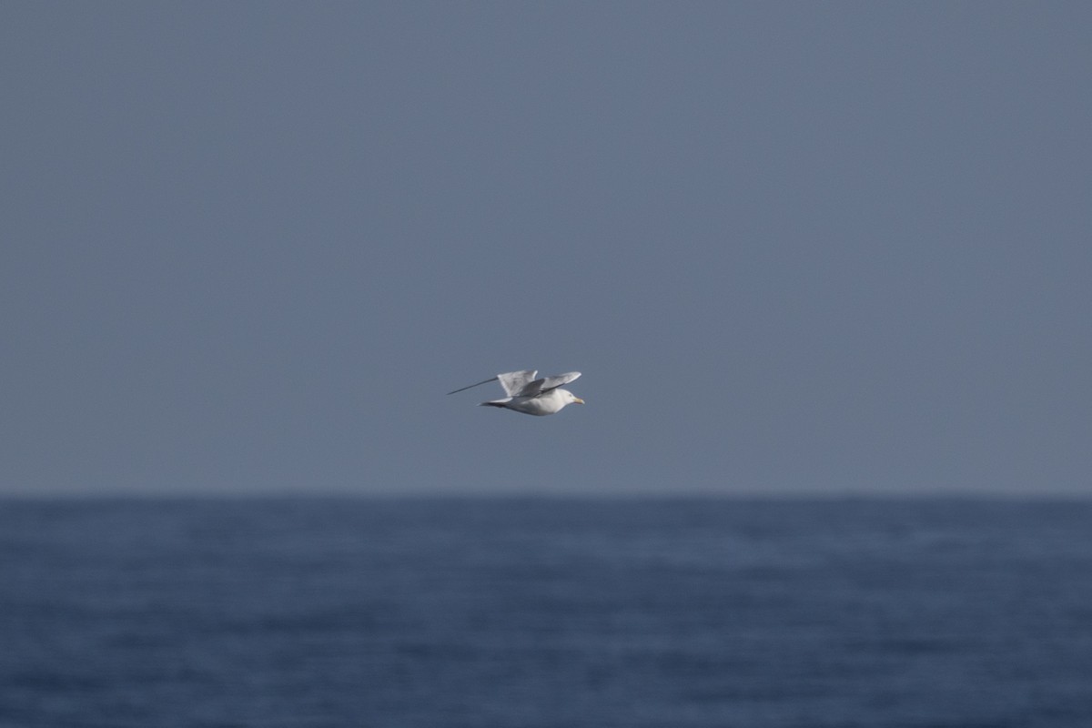 gull sp. - ML645913559