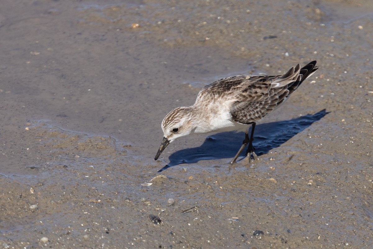 Шар түрүүт элсэг - ML645913561