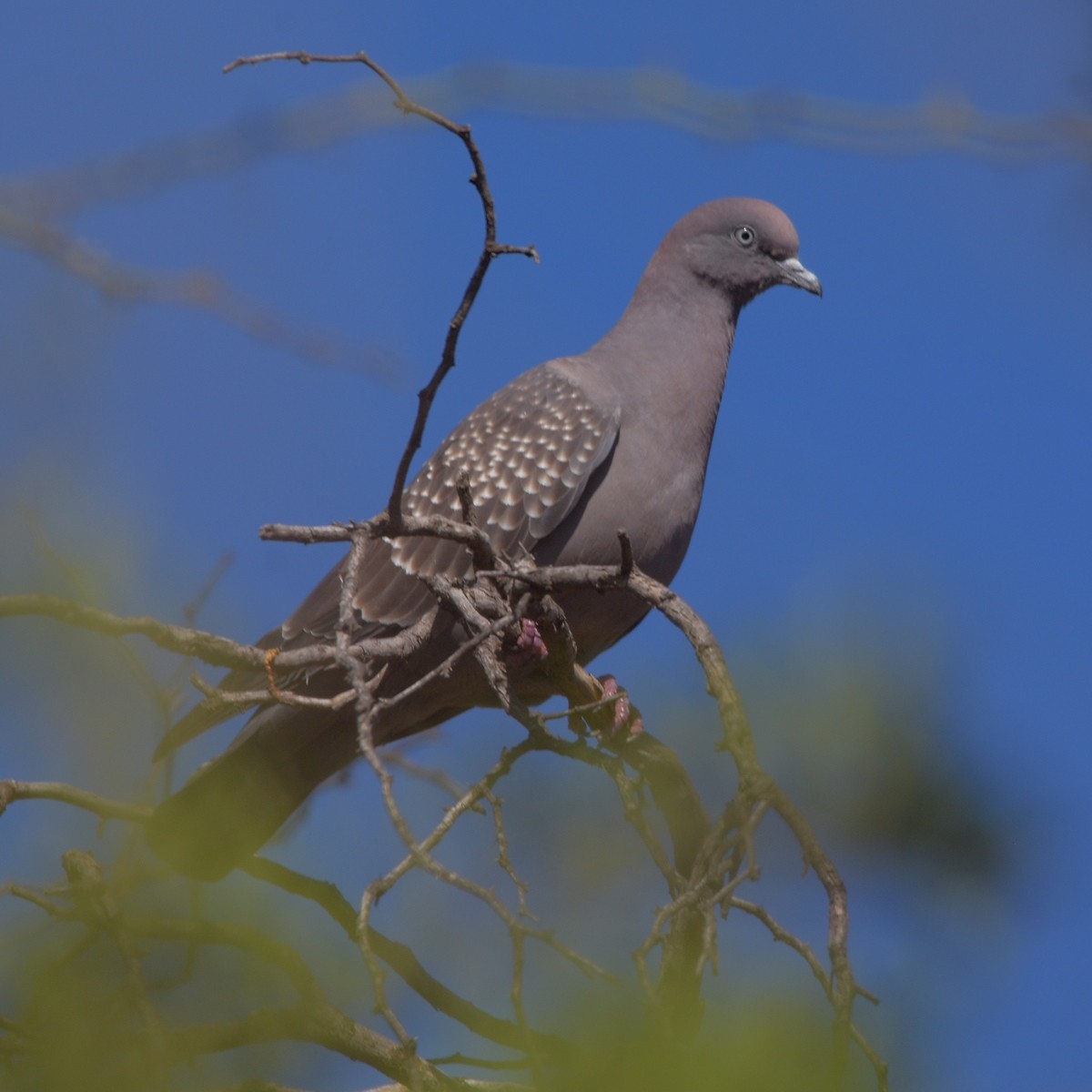 Spot-winged Pigeon - ML645913572