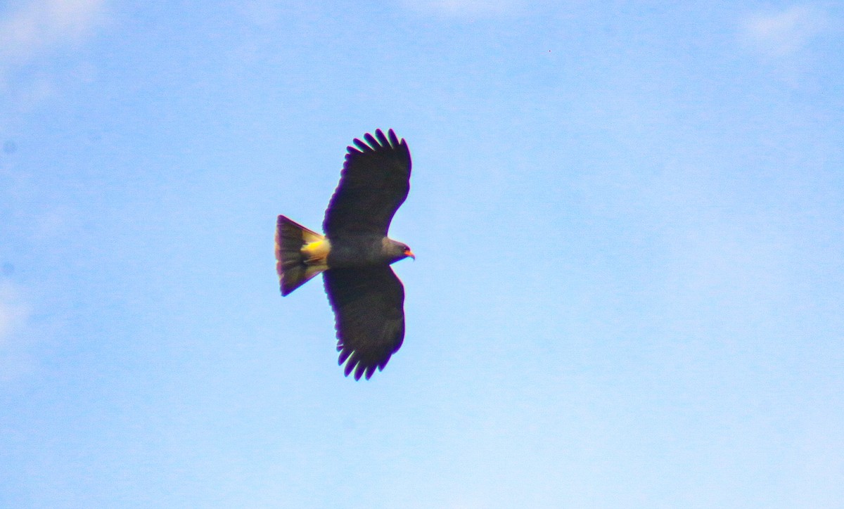 Snail Kite - ML645913584