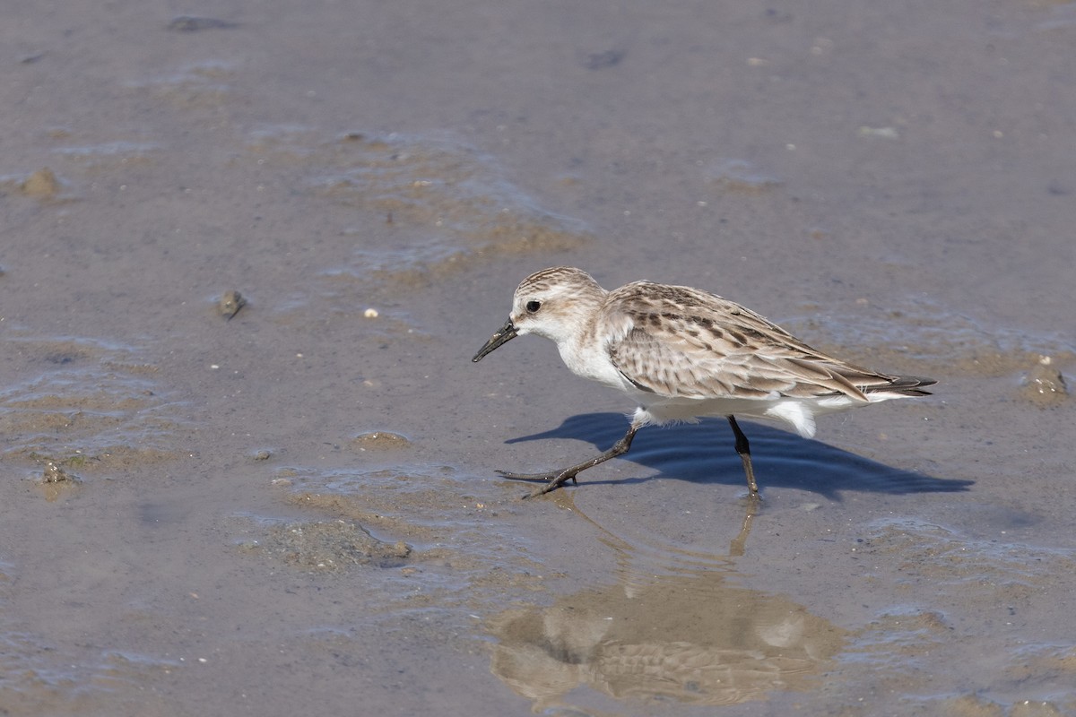 Шар түрүүт элсэг - ML645913585