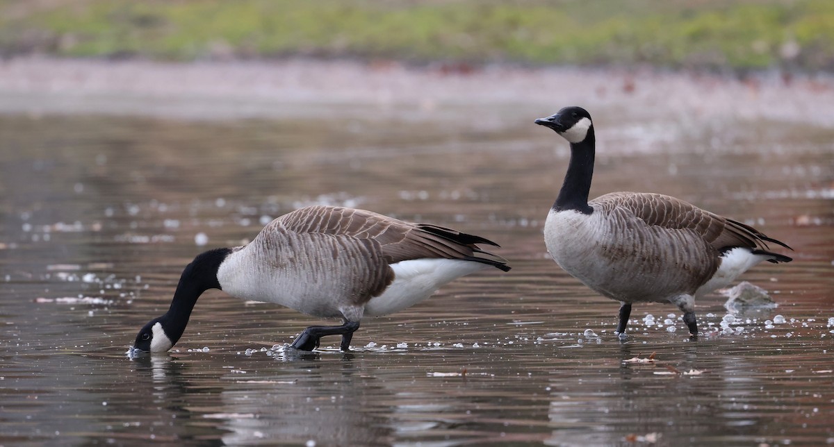 ברנטה קנדית - ML645913587