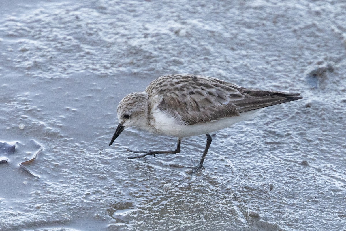 Шар түрүүт элсэг - ML645913592