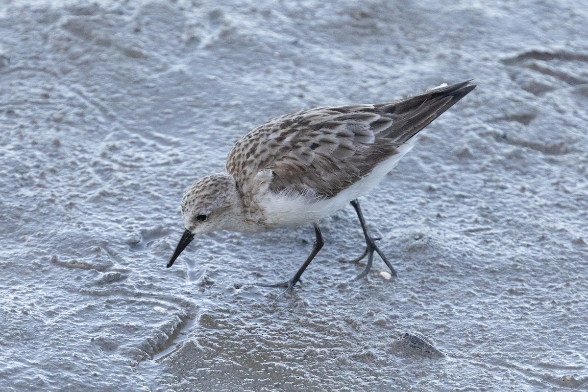 Шар түрүүт элсэг - ML645913593