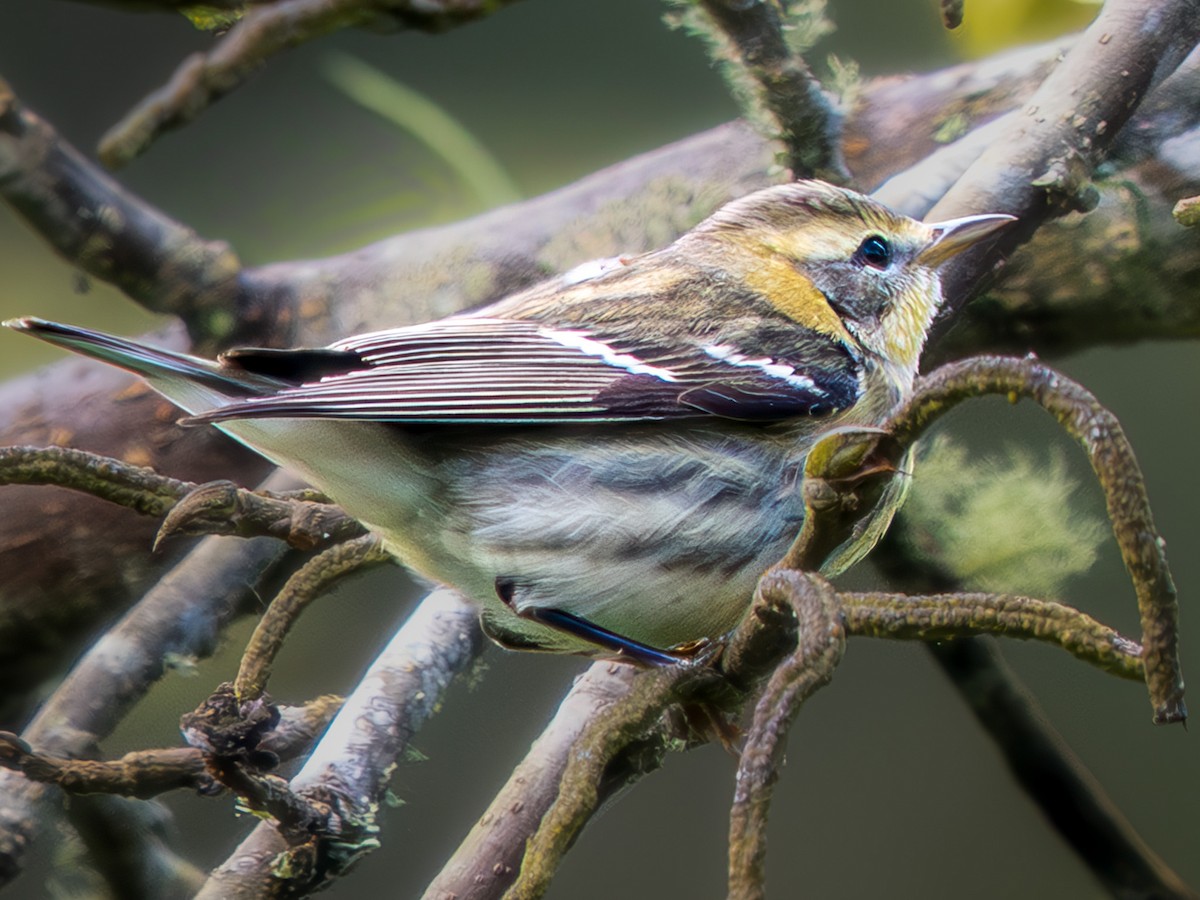 Reinita Gorjinaranja - ML645913599