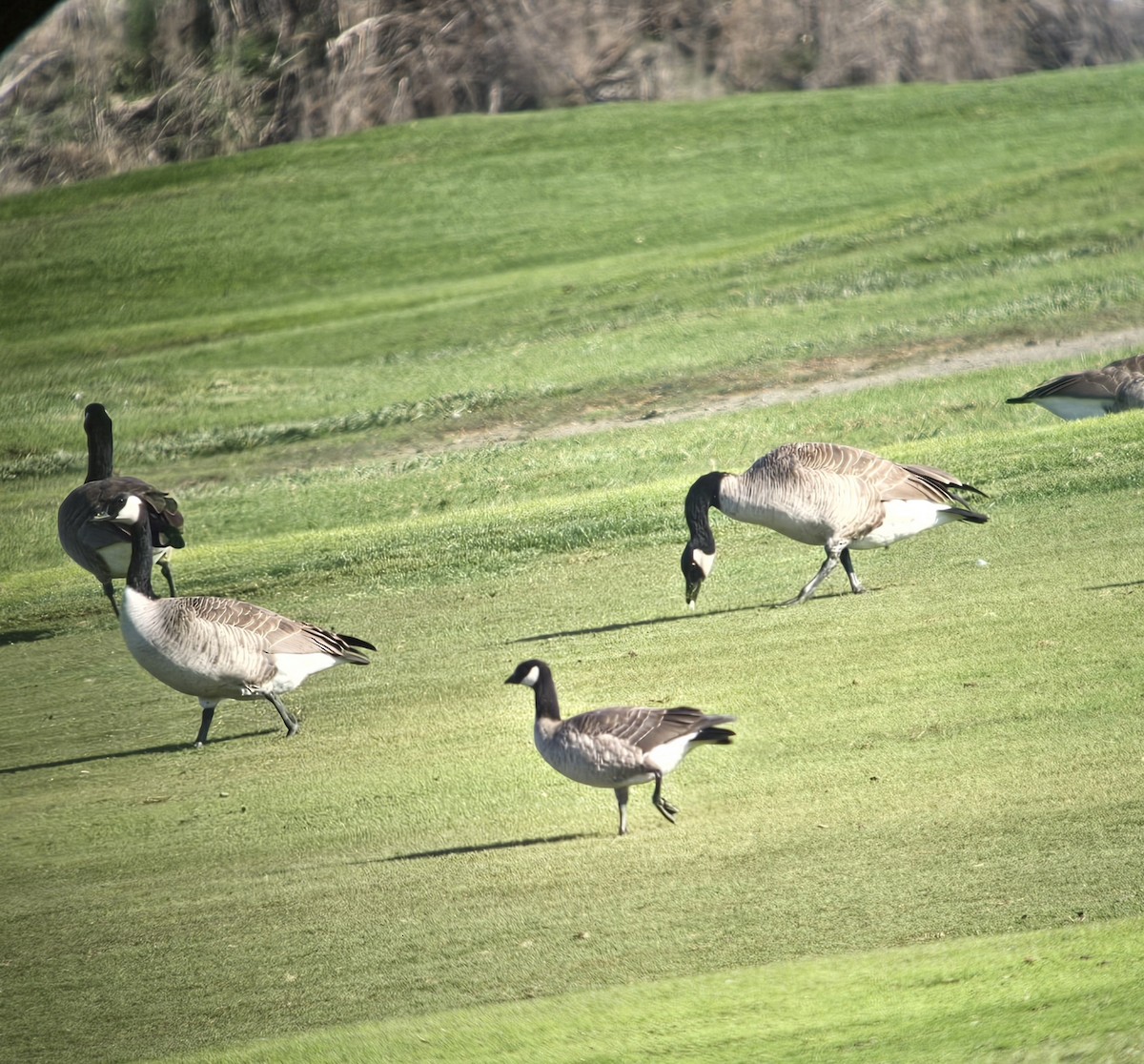 Cackling Goose (minima) - ML645913602