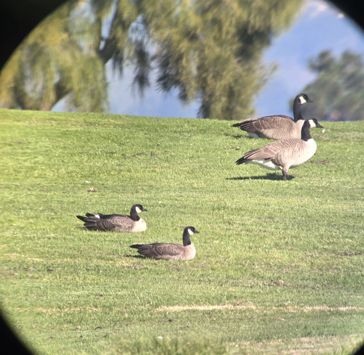 Cackling Goose (minima) - ML645913604