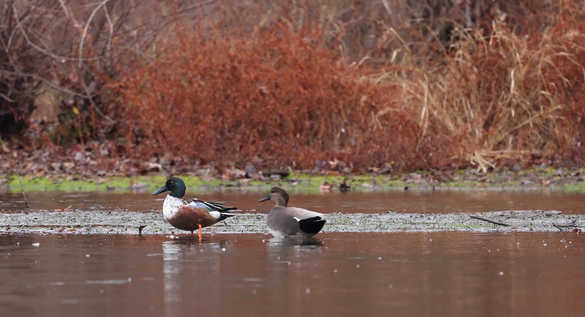 Халбага нугас - ML645913605