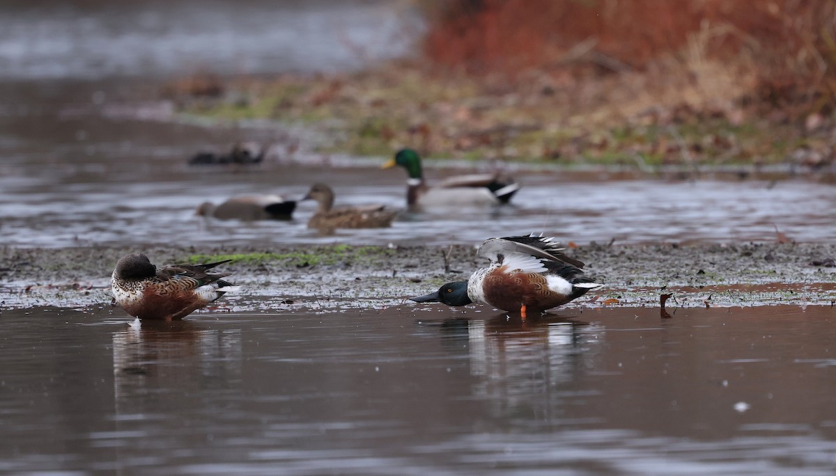 Халбага нугас - ML645913606