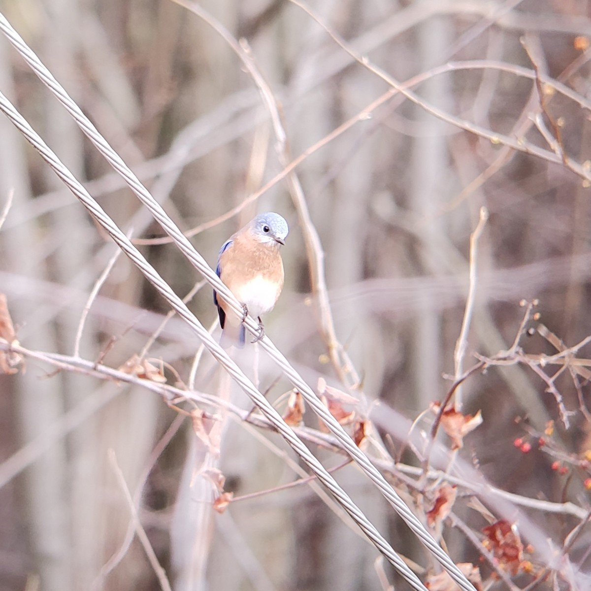 Eastern Bluebird - ML645913608