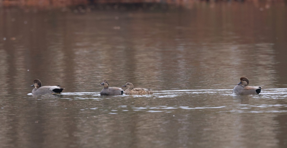 kopřivka obecná - ML645913611