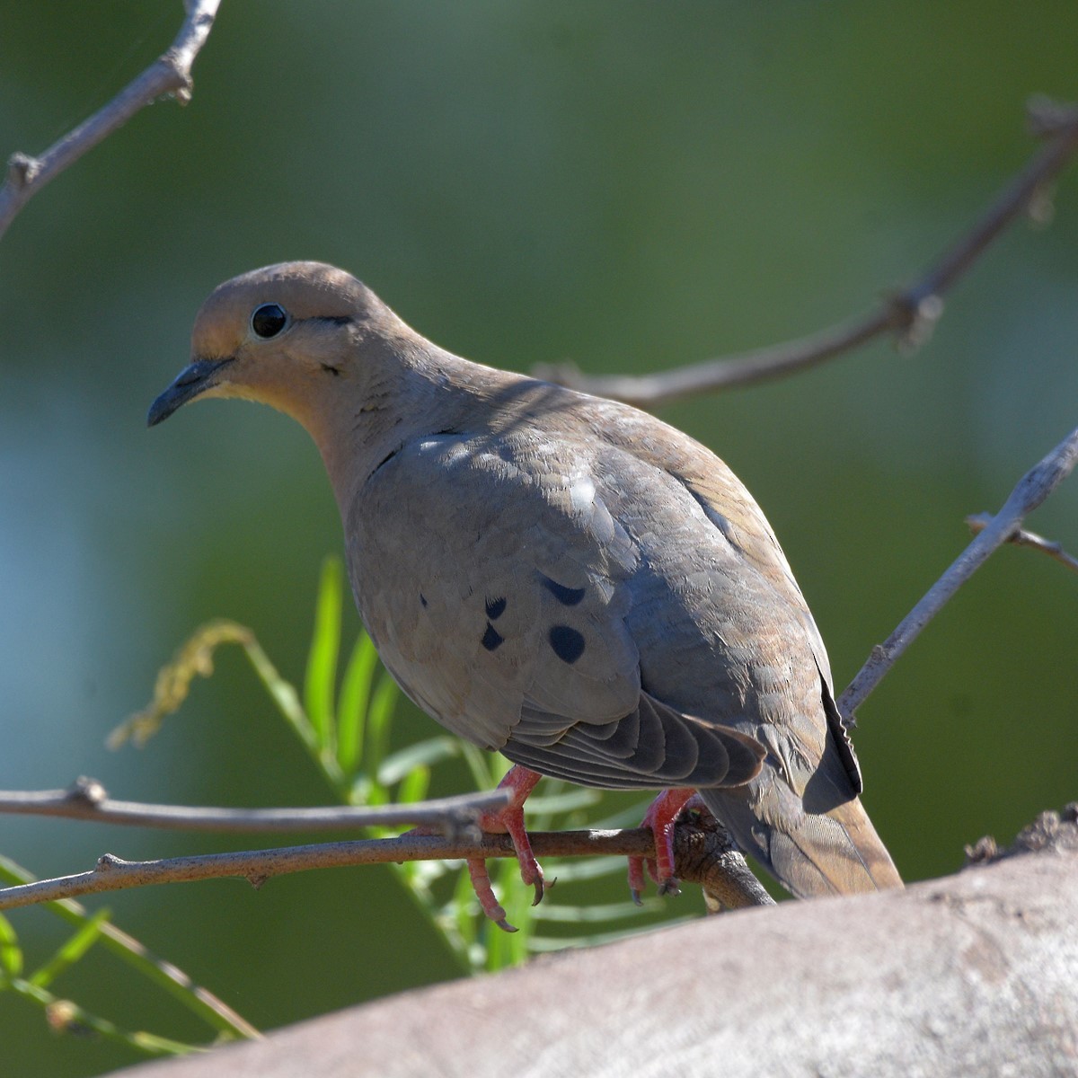Eared Dove - ML645913612