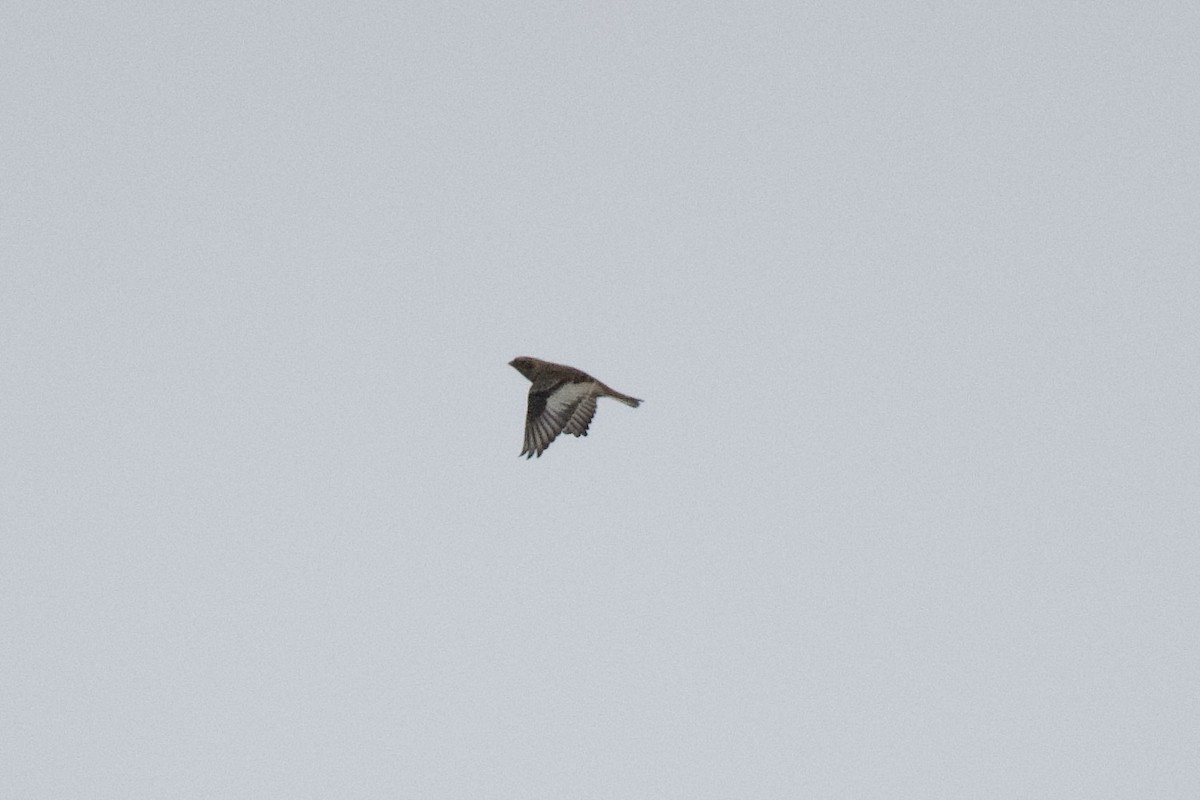 Snow Bunting - ML645913613