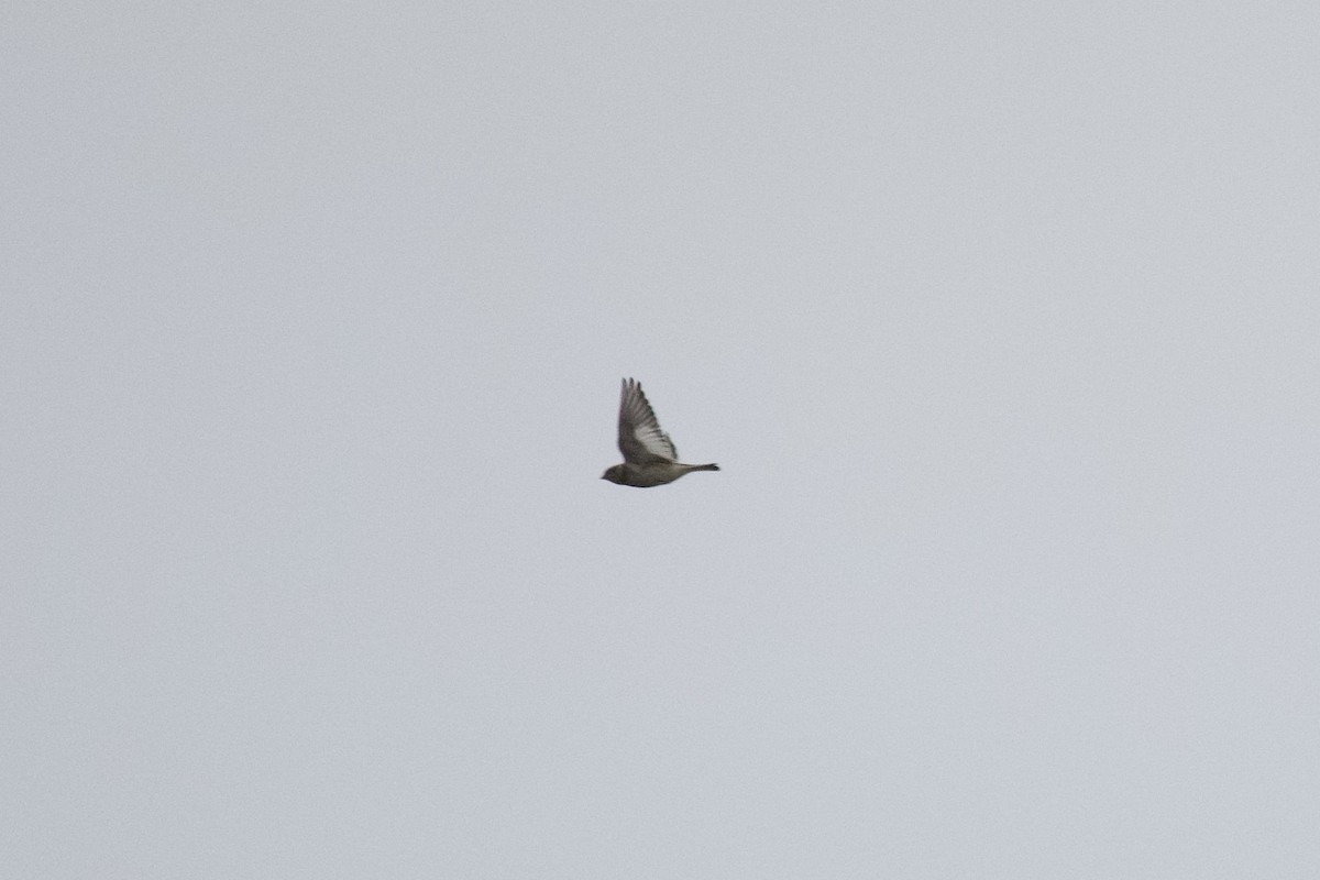 Snow Bunting - ML645913614