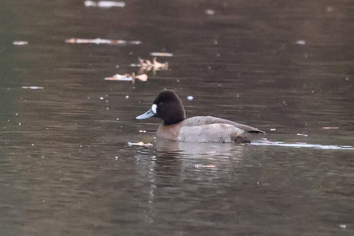 Greater/Lesser Scaup - ML645913617