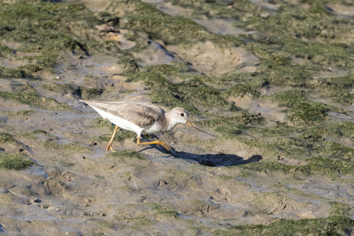 ソリハシシギ - ML645913618