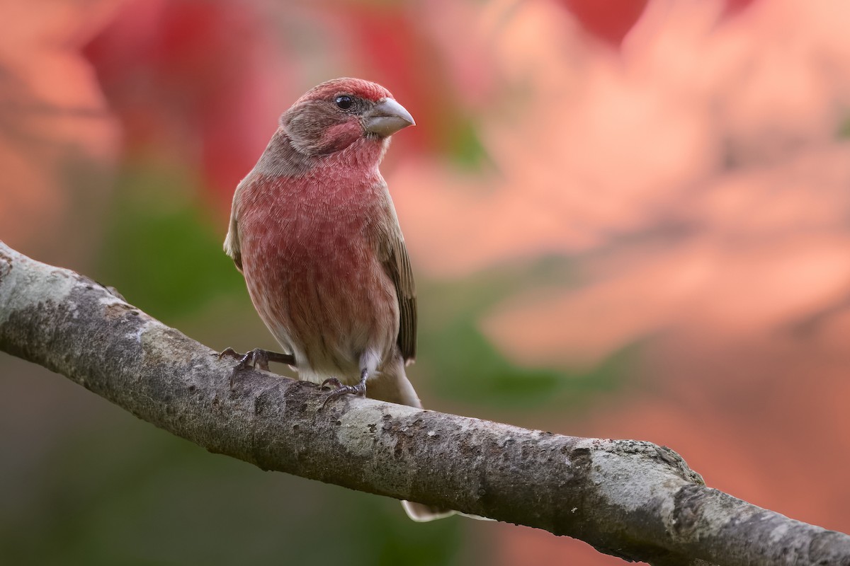 House Finch - ML645913619