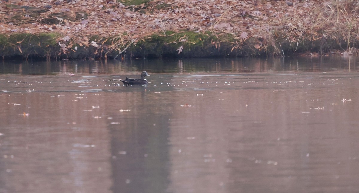 duck sp. - ML645913632