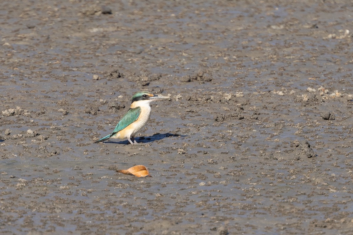 Sacred Kingfisher - ML645913633