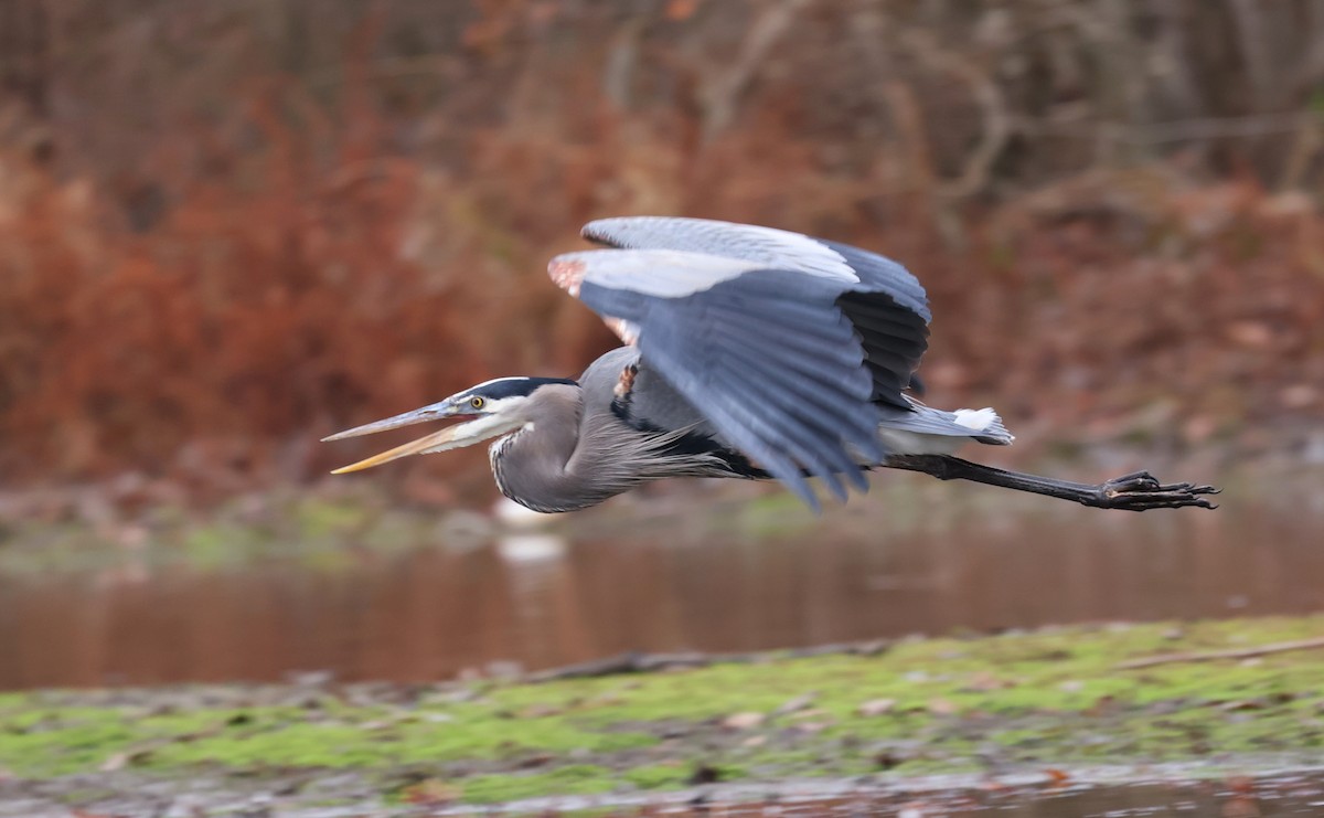 Great Blue Heron - ML645913638