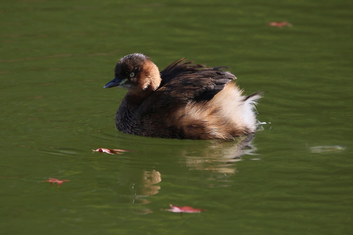 小鸊鷉 - ML645913646