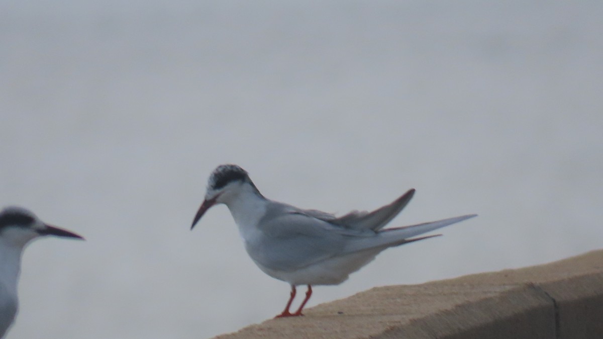 メリケンアジサシ - ML645913647