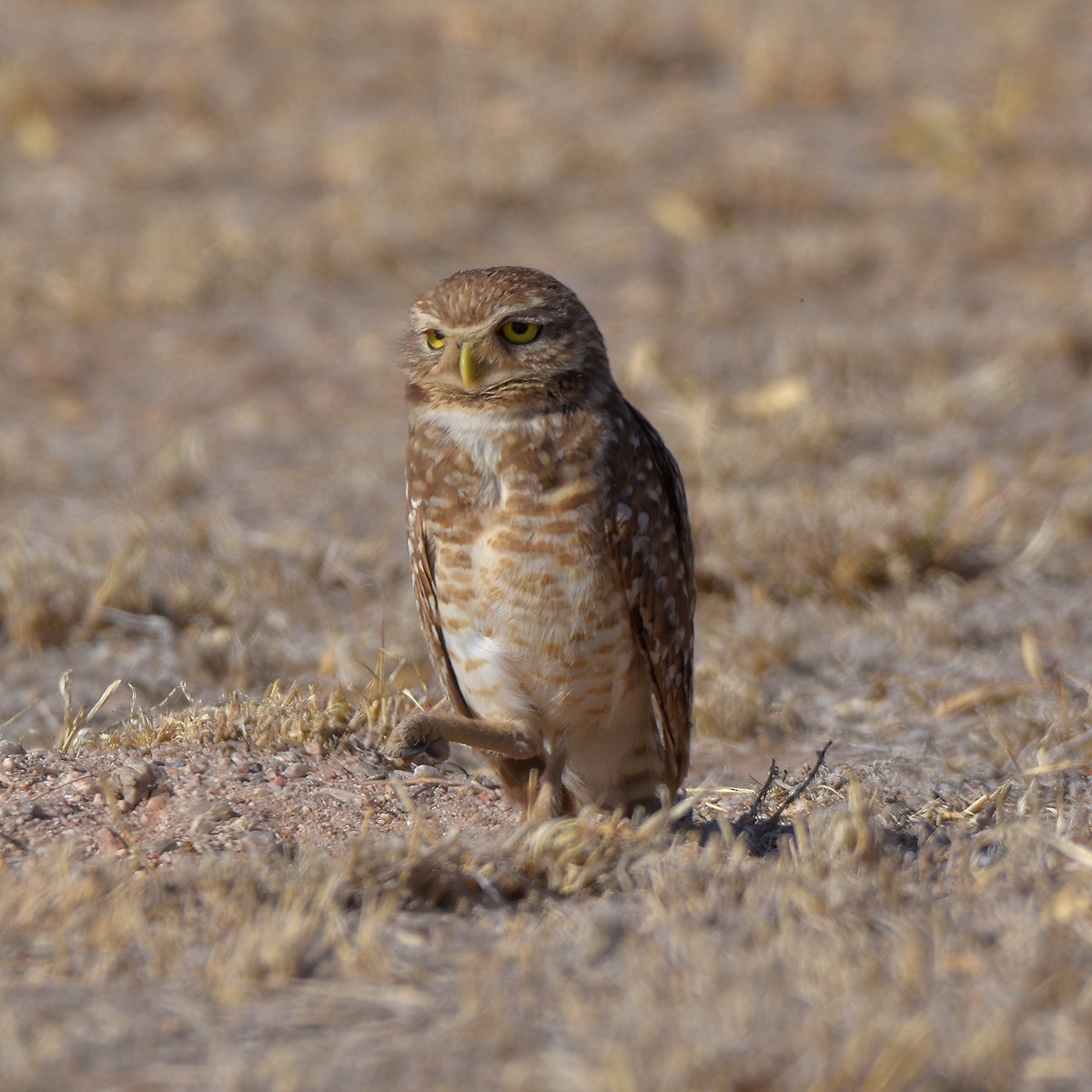 Burrowing Owl - ML645913648