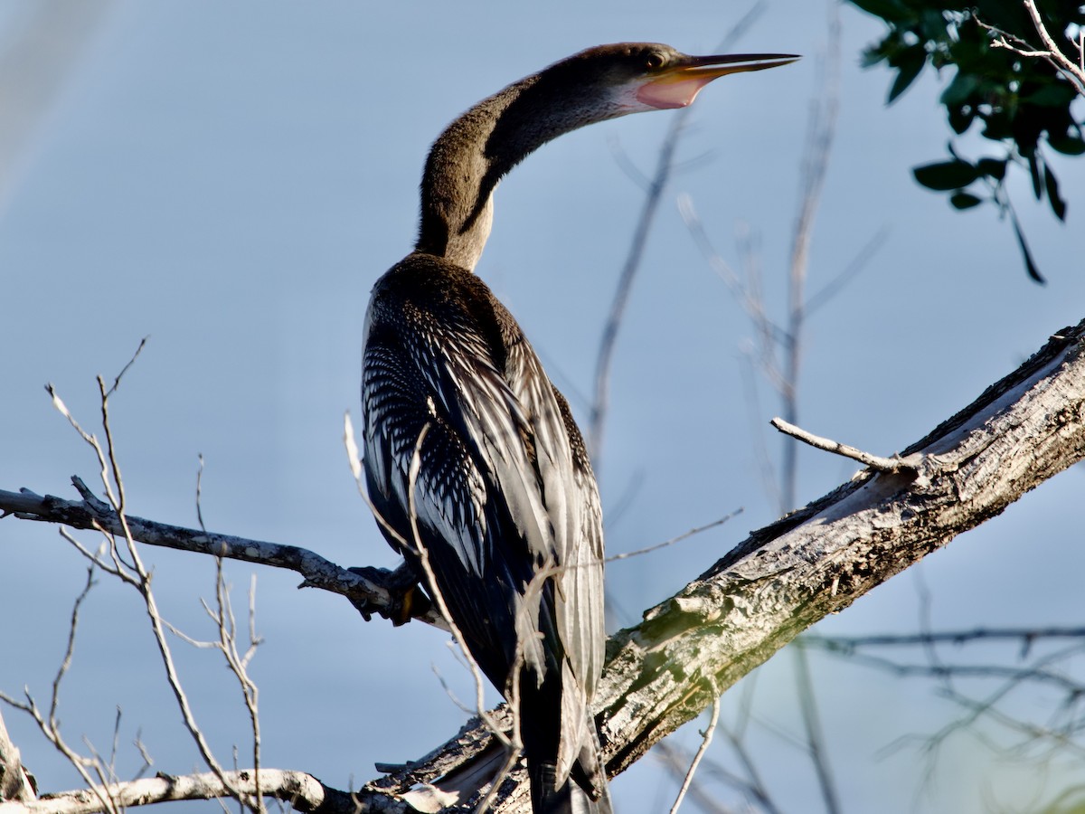 Anhinga - ML645913661