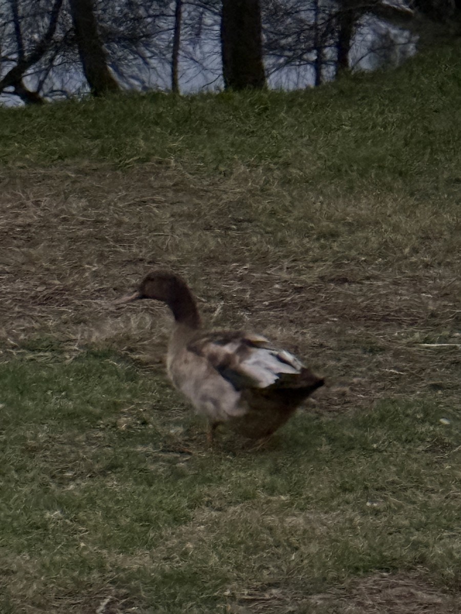 綠頭鴨(馴化) - ML645913665